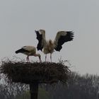 Brutwechsel bei den Störchen in Dinker