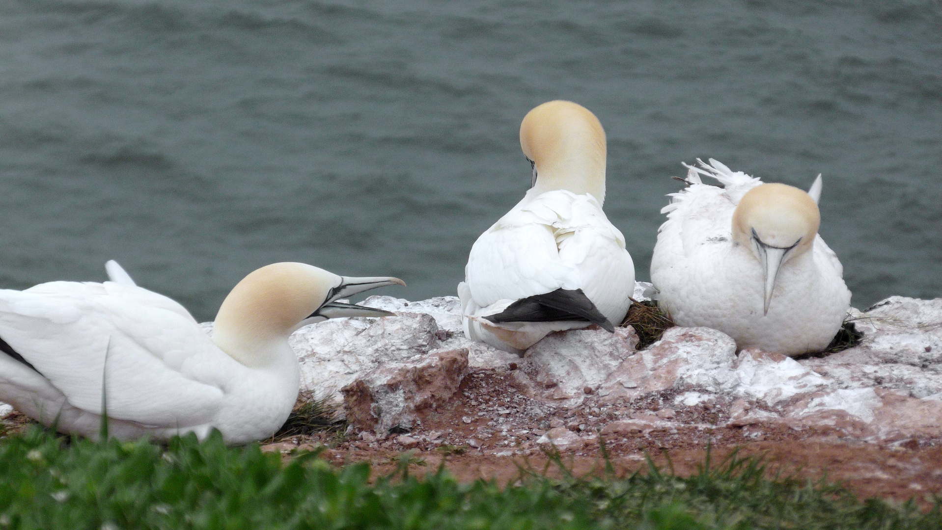 Brutzeit auf Helgoland