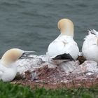 Brutzeit auf Helgoland