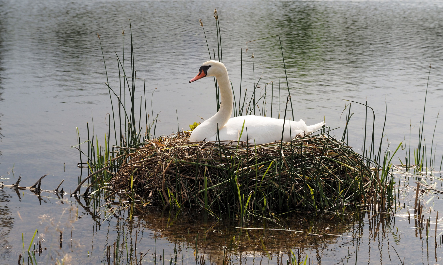 Brutzeit im Frühling 