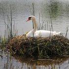 Brutzeit im Frühling 