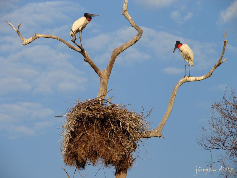 Brutzeit im Pantanal..