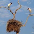 Brutzeit im Pantanal..