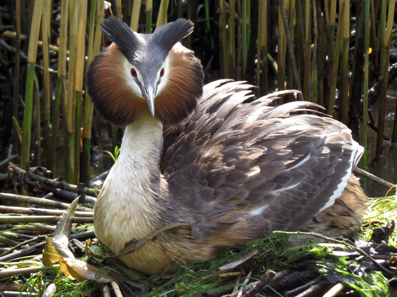 Brutzeit in der Biesbosch