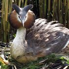 Brutzeit in der Biesbosch