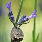 Brutzelle der Töpferwespe (Eumenes sp.)