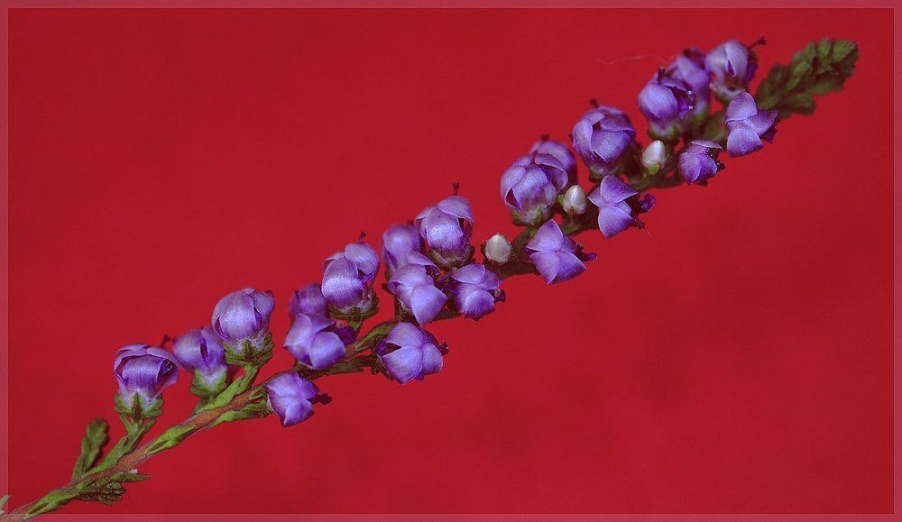 Bruyere calluna vulgaris