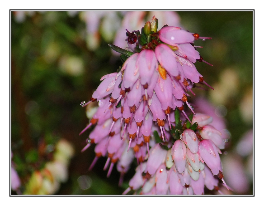 " Bruyère en fleur le 7 janvier "