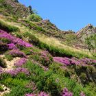 bruyère en fleurs vers iraty