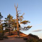 Bryce Canyon 1