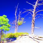 bryce canyon