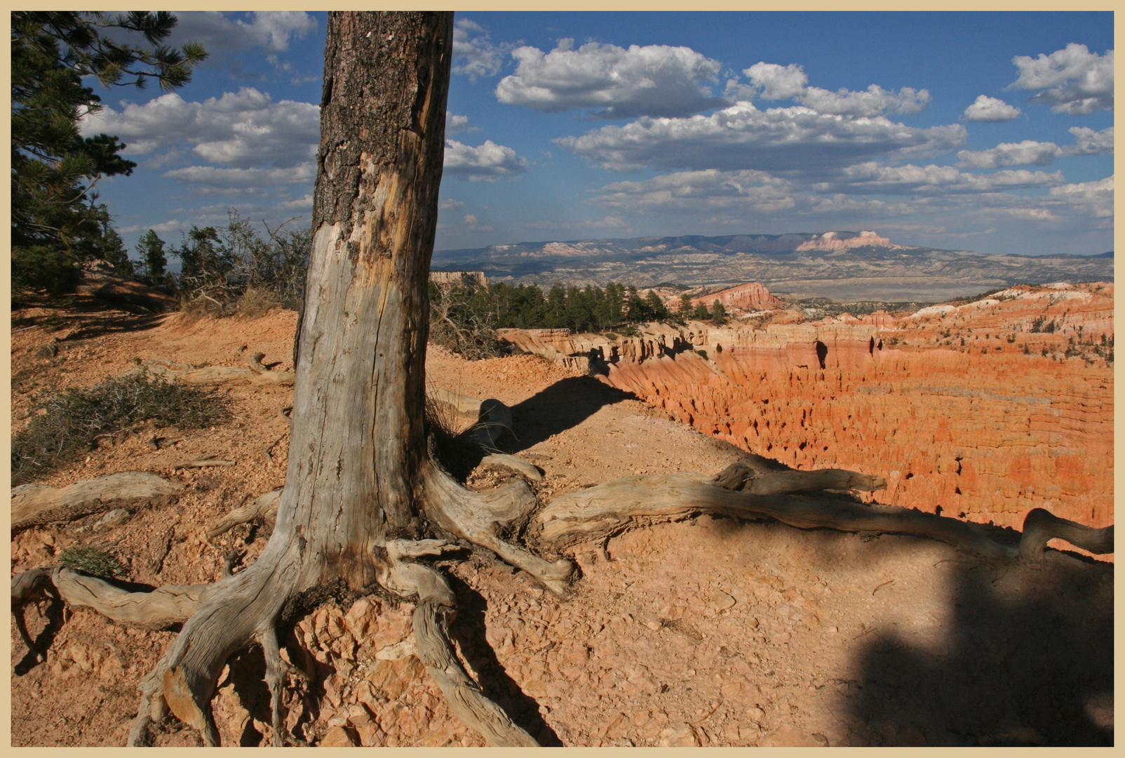 Bryce Canyon 50