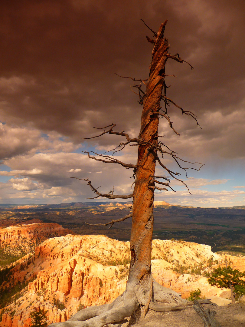 Bryce canyon