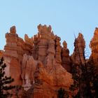 Bryce Canyon Detail 5