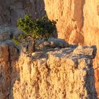 Bryce Canyon :die Klammerkante Leben