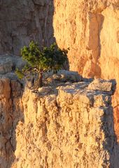 Bryce Canyon :die Klammerkante Leben