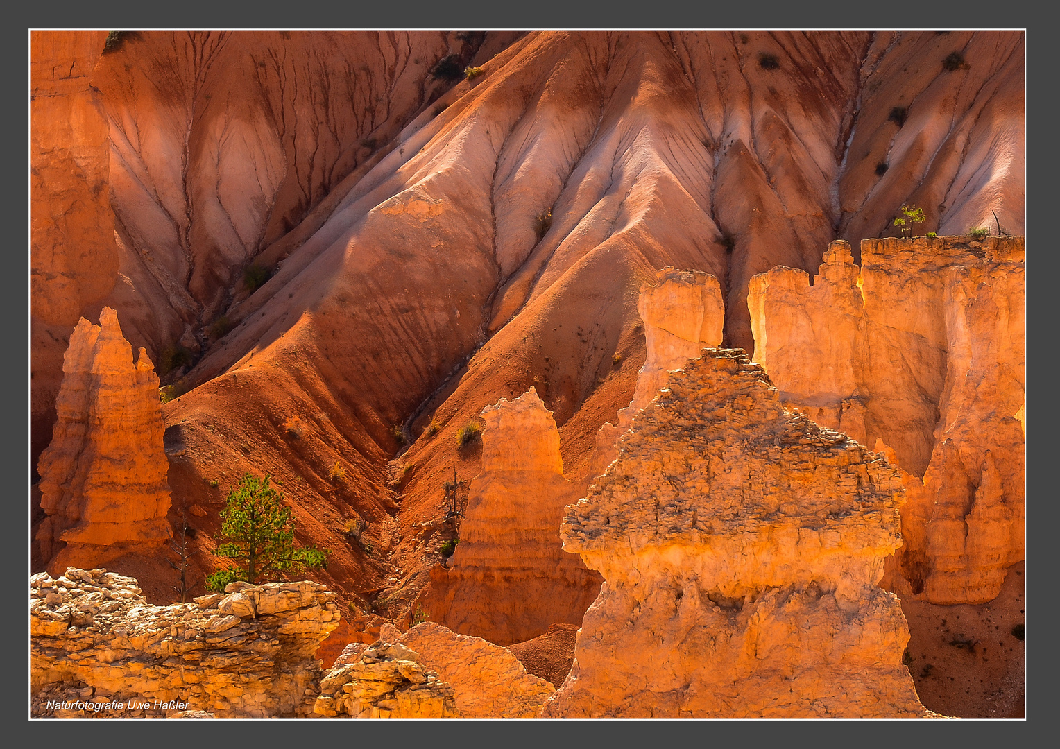 Bryce Canyon Dreamlight