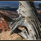 Bryce Canyon I