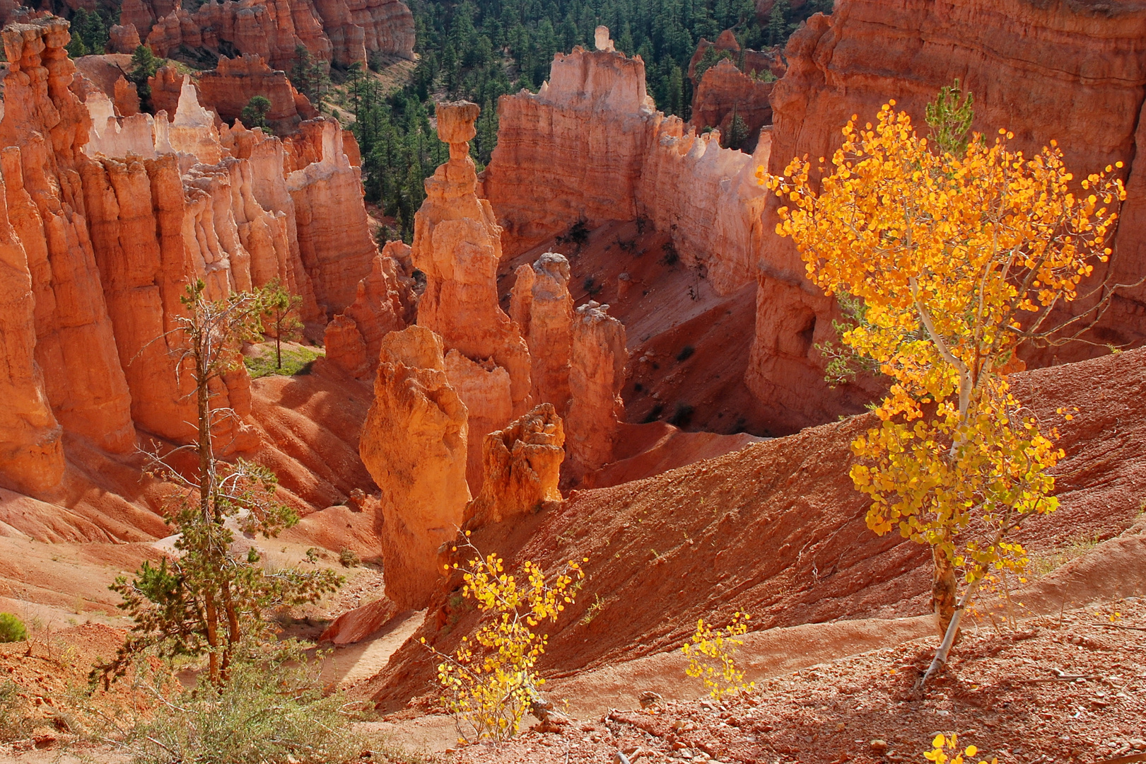 Bryce Canyon im Herbst