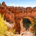 Bryce Canyon Nationalpark (USA) - Natural Bridge