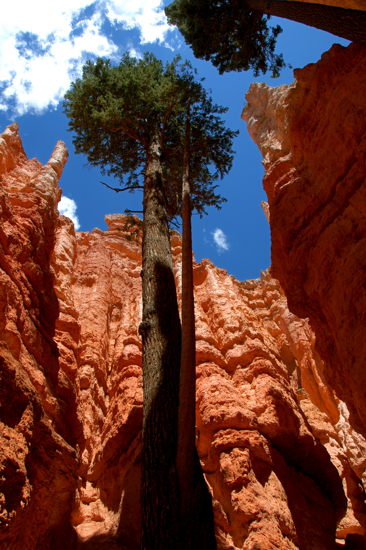 Bryce Canyon Navajo Loop