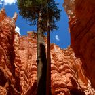 Bryce Canyon Navajo Loop