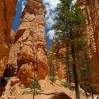 Bryce Canyon, Navajo Trail