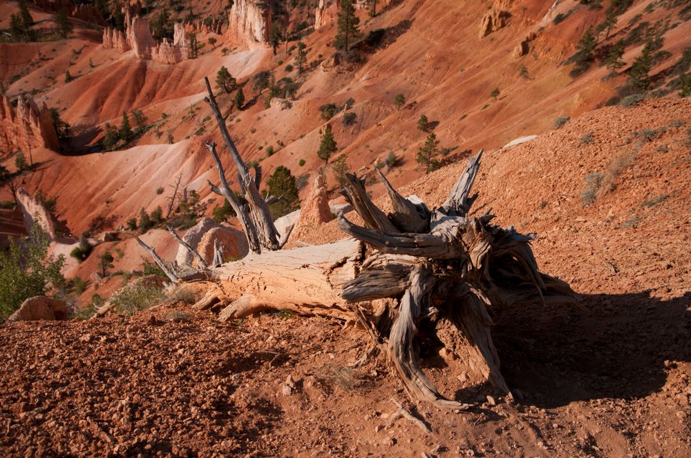 Bryce Canyon NP