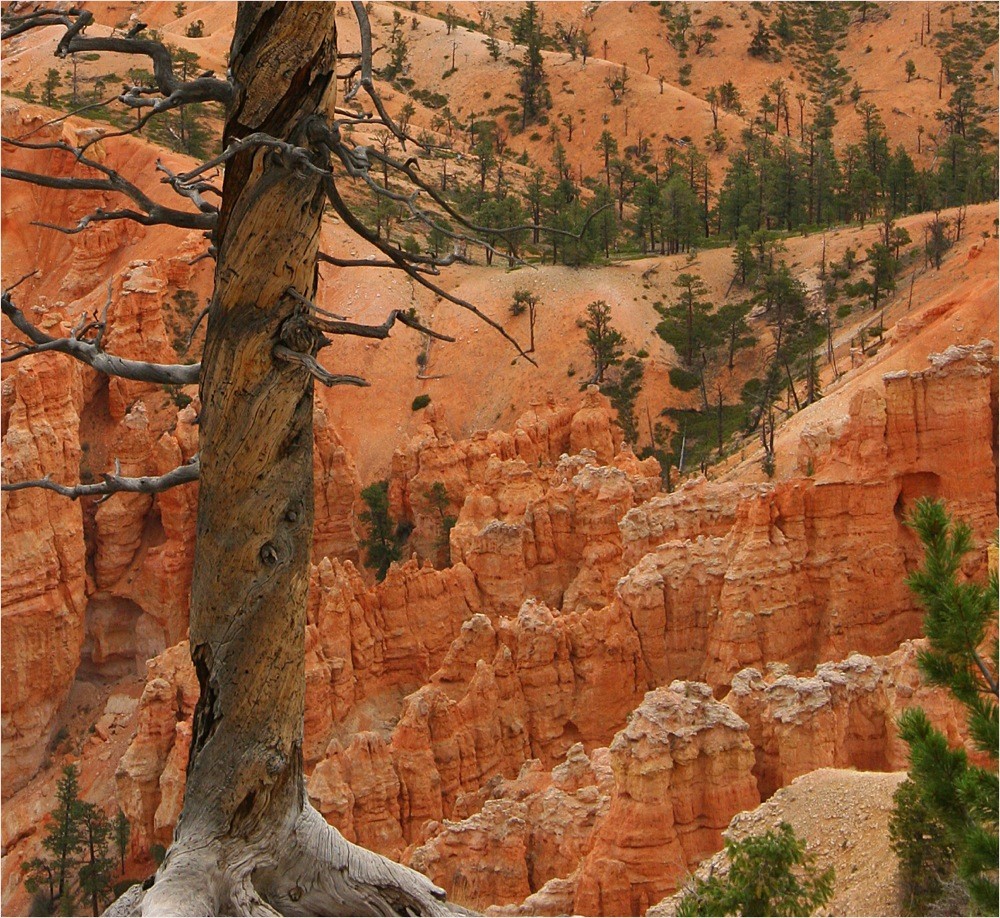 Bryce Canyon Snag