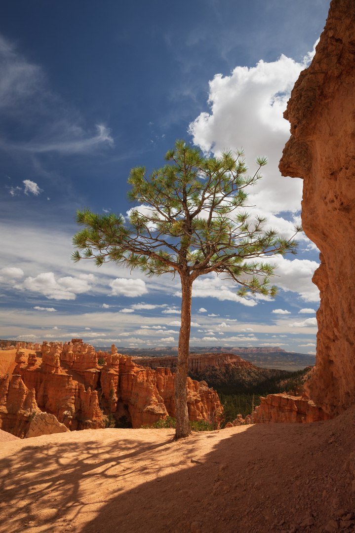 Bryce Canyon - Solitär