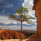 Bryce Canyon - Solitär