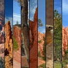 Bryce Canyon Streifen