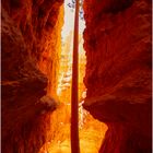 Bryce Canyon Teil III