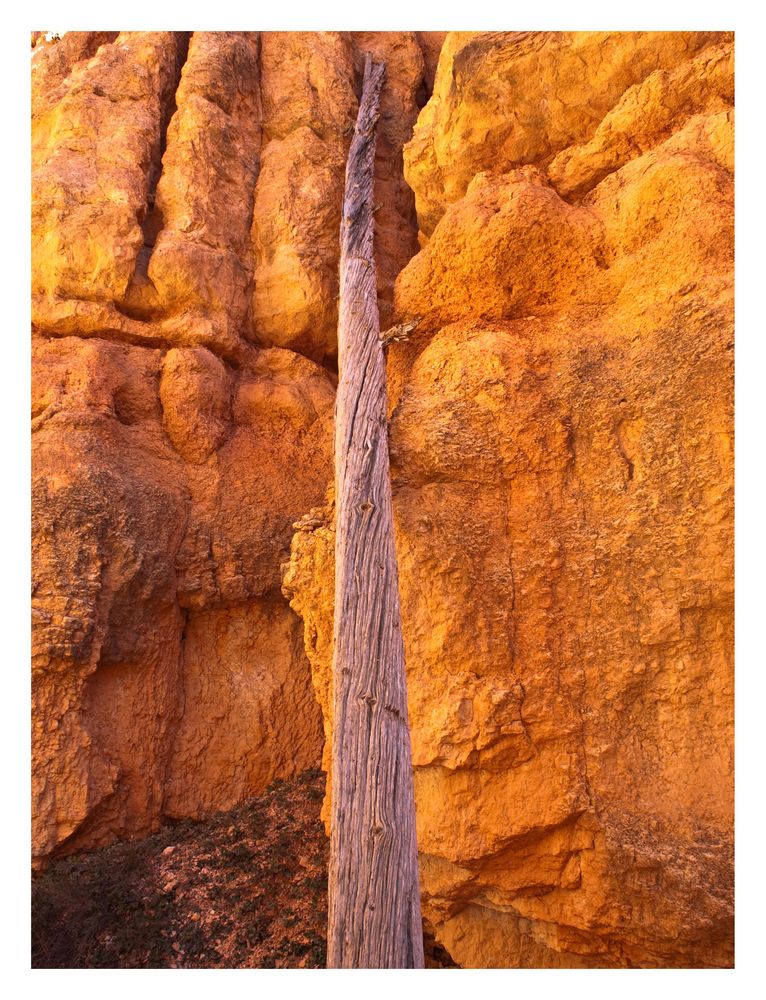 Bryce Canyon ... un particolare