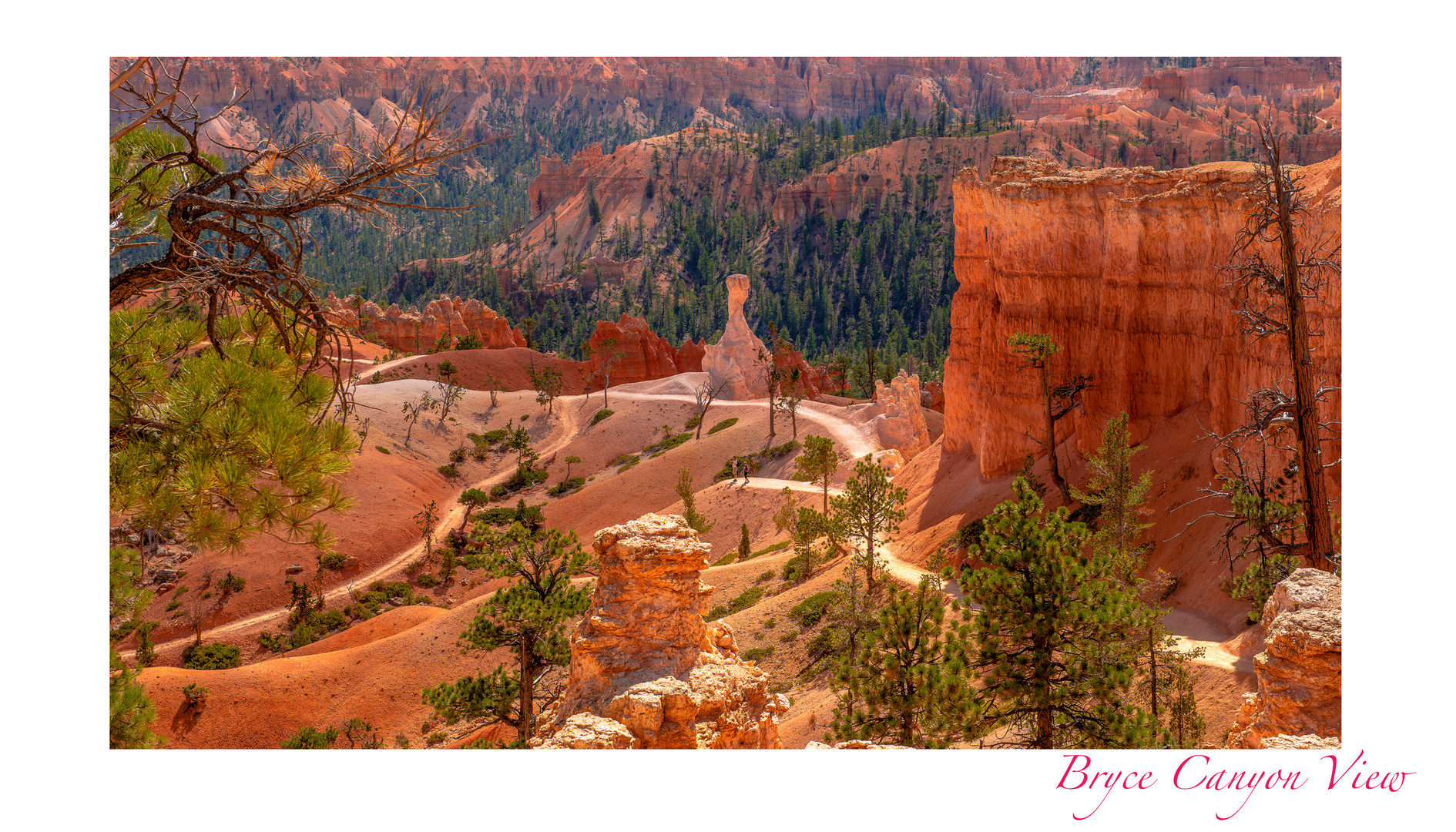 Bryce Canyon View