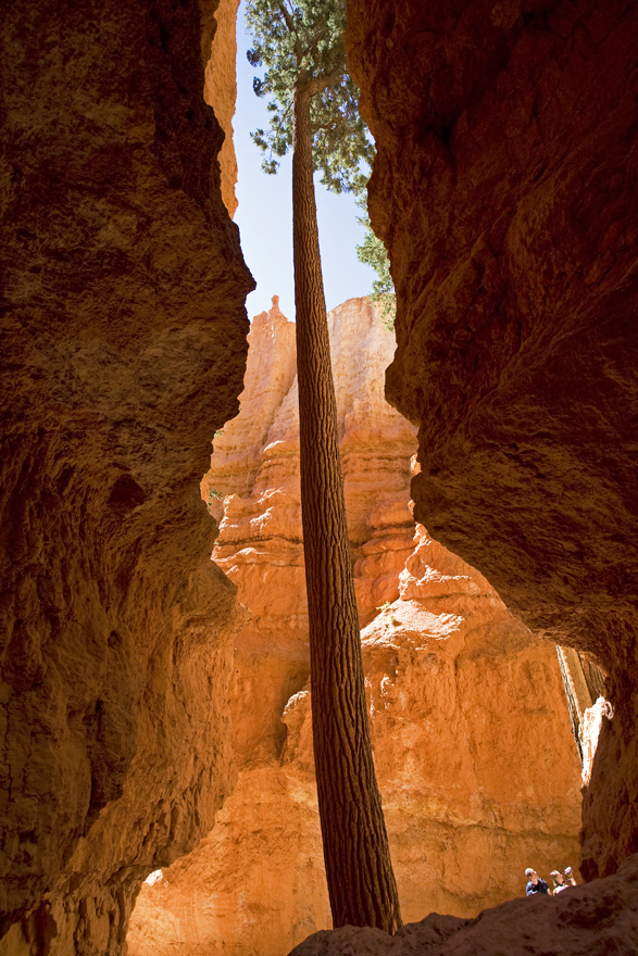 Bryce Canyon Wallstreet Trail