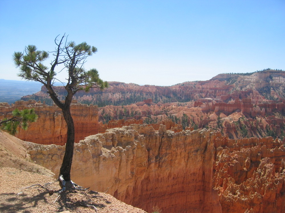 Bryce National Park