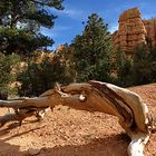 Bryce NP