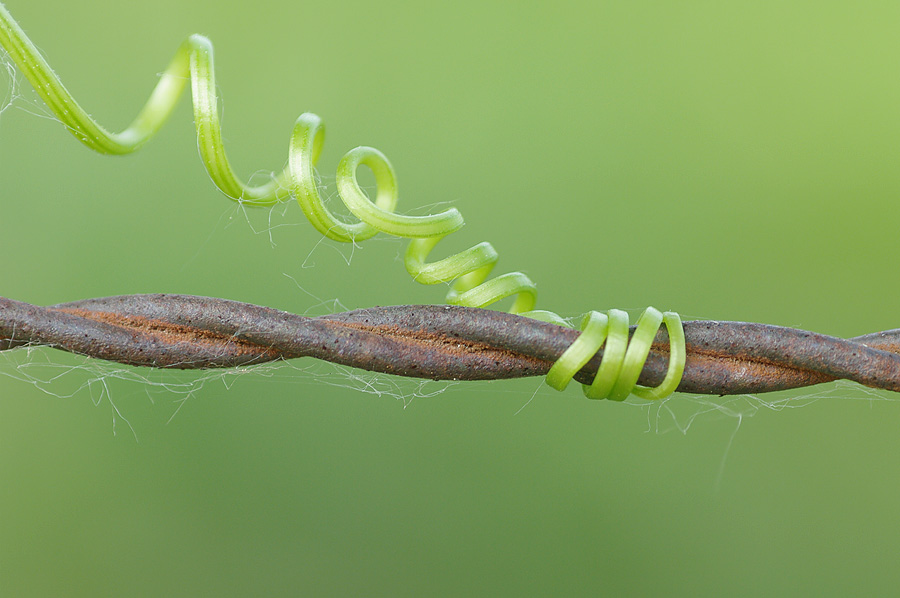 Bryonia dioica II