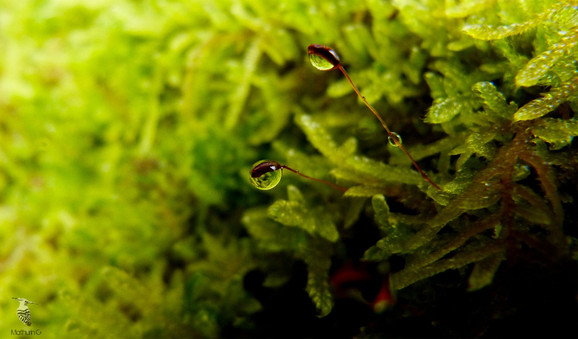 Bryophyte