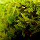 Bryophyte