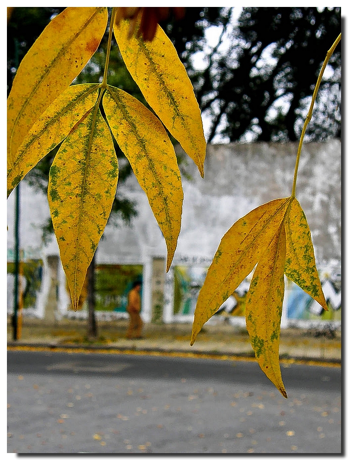 Bs. As. Otoño en Villa Devoto.