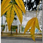 Bs. As. Otoño en Villa Devoto.