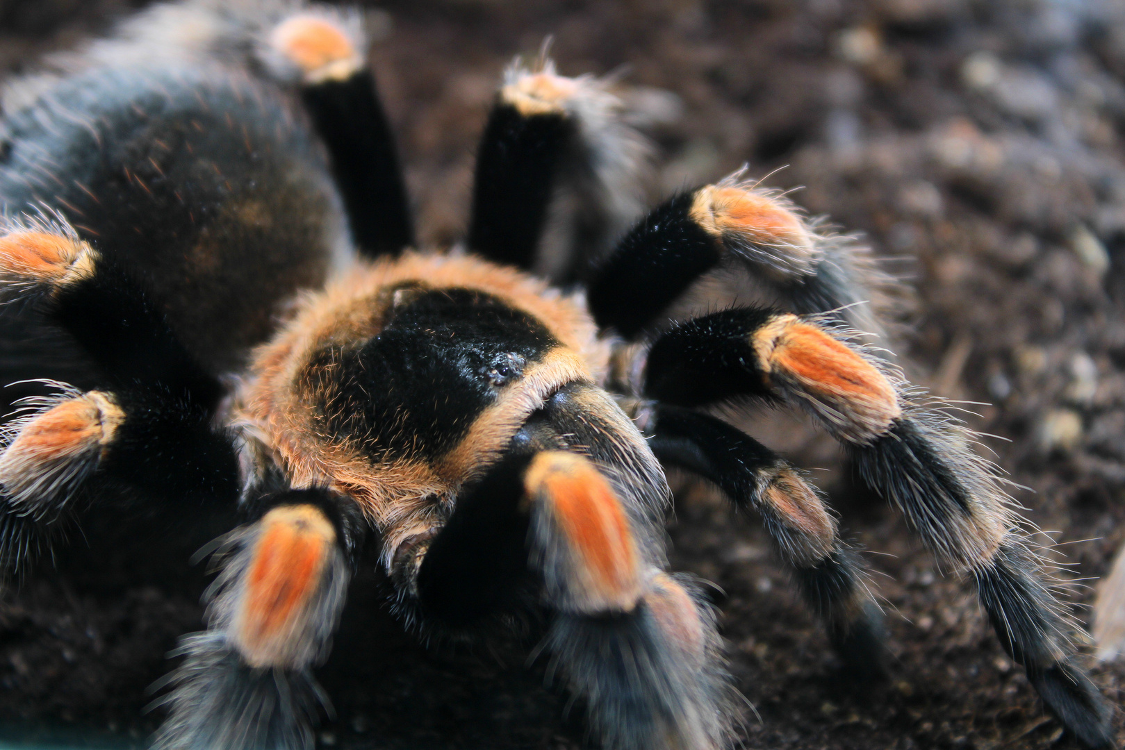 B.smithi