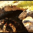 B.smithi