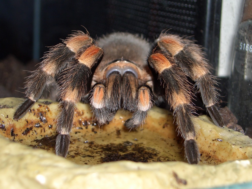 b.smithi "harlekin"