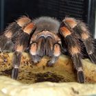 b.smithi "harlekin"