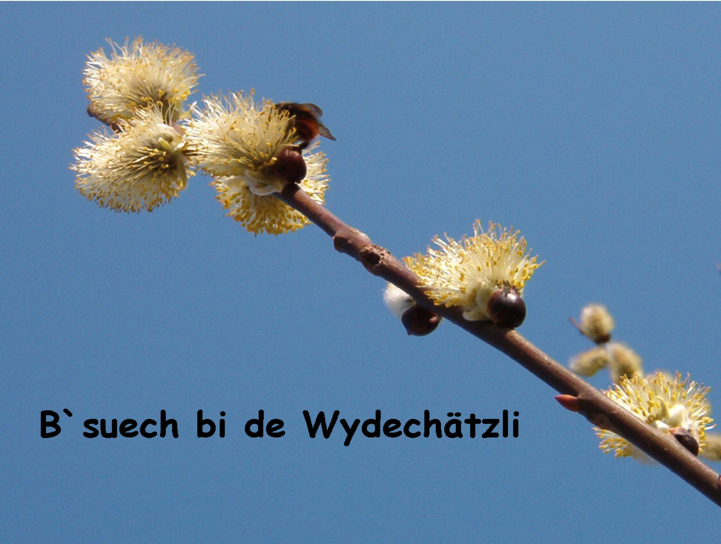 B`suech bi de Wydechätzli