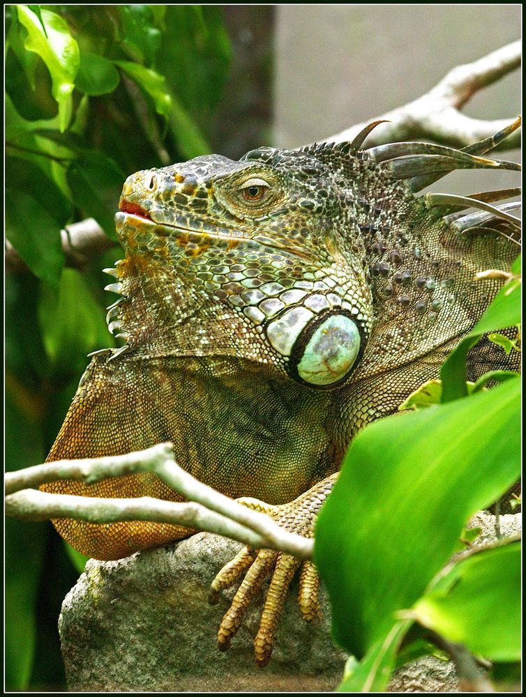 Bête...à cornes… ? Iguane vert au parc zoologique et forestier de Nouméa