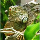 Bête...à cornes… ? Iguane vert au parc zoologique et forestier de Nouméa